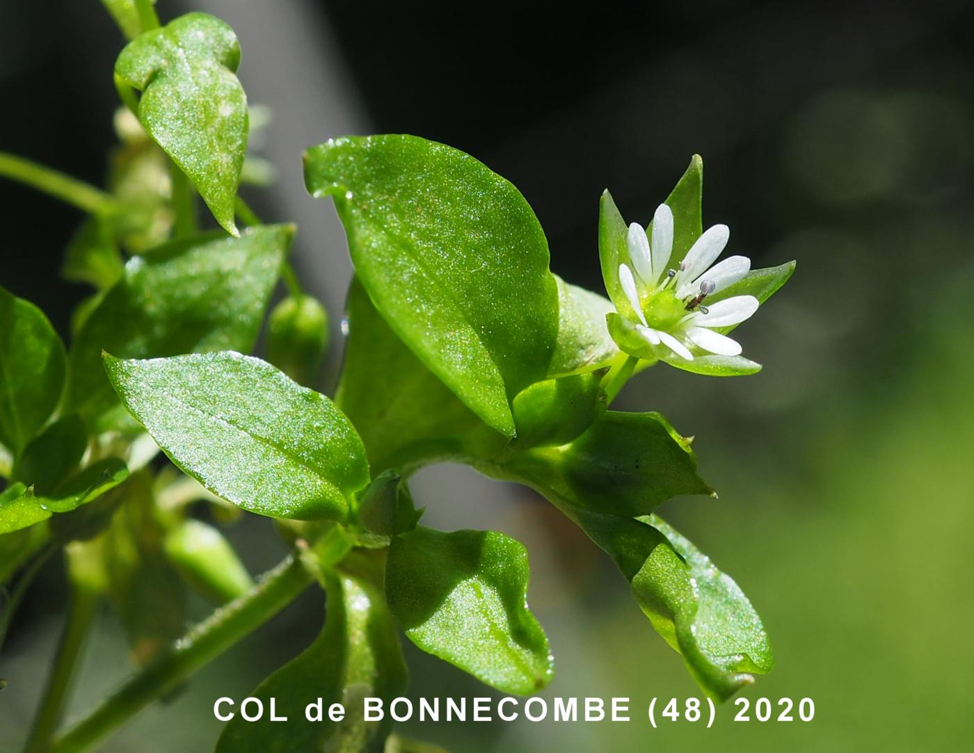 Chickweed flower